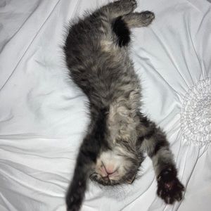 Meet your Posher, Leonel